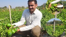 शिमला मिर्च की खेती से मालामाल हुआ किसान ! 1 हेक्टेयर जमीन से एक साल में कमाया 12 लाख का मुनाफा