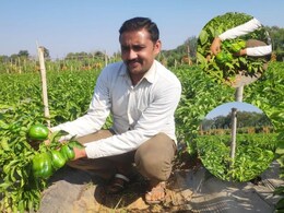 शिमला मिर्च की खेती से मालामाल हुआ किसान ! 1 हेक्टेयर जमीन से एक साल में कमाया 12 लाख का मुनाफा शिमला मिर्च की खेती से मालामाल हुआ किसान ! 1 हेक्टेयर जमीन से एक साल में कमाया 12 लाख का मुनाफा
