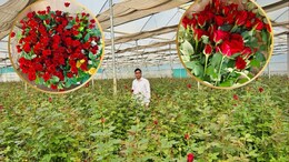 Rose Farming: गुलाब की खेती ने धार के किसान को बनाया करोड़पति! जानिए महज 3 एकड़ जमीन पर कैसे किया ये कमाल