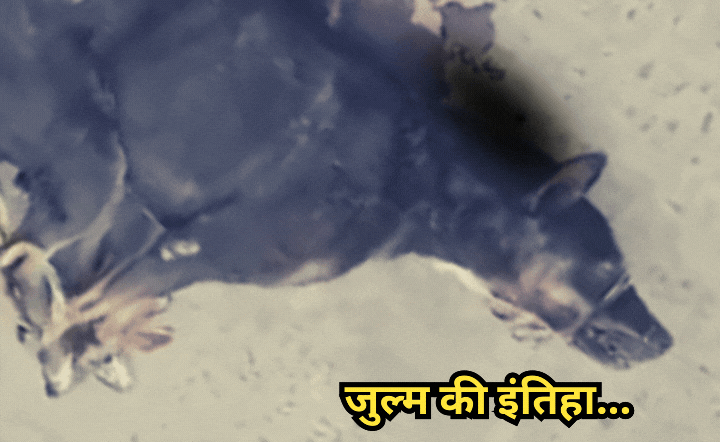 Dogs Cruelty: क्रूरता की हदें पार! पैर और मुंह बांधकर मारा, भौंक तक नहीं पाया बेचारा...तड़प-तड़प दी जान
