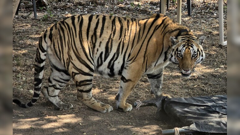 मंडला में अनाथ बाघ को पाला और जंगल में छोड़ा, अब Wild Life जियेगा