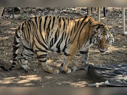 मंडला में अनाथ बाघ को पाला और जंगल में छोड़ा, अब Wild Life जियेगा मंडला में अनाथ बाघ को पाला और जंगल में छोड़ा, अब Wild Life जियेगा