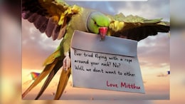 Rajasthan: पतंगबाजों के लिए राजस्थान वन विभाग ने भेजा Love Letter, वायरल हुई मिट्ठू की तस्वीर