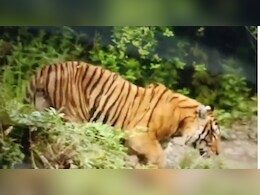 खूंखार बाघ ने आबादी वाले इलाकों में घुसकर गाय और बकरी को बनाया निवाला, इन गांवों में बढ़ी दहशत