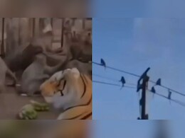 लड़के के कपड़ा उठाते ही डर से कांप उठा पूरा बंदर समाज, देखें VIDEO लड़के के कपड़ा उठाते ही डर से कांप उठा पूरा बंदर समाज, देखें VIDEO