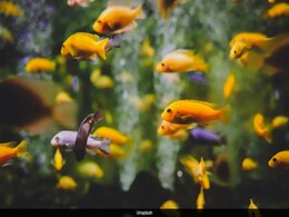 Freshwater Species Face A Crisis, A Quarter Are On The Brink Of Extinction: Study Freshwater Species Face A Crisis, A Quarter Are On The Brink Of Extinction: Study