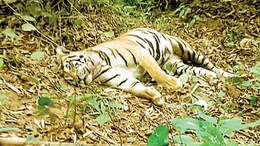 Tigress Death: छत्तीसगढ़ के लमनी रेंज में बाघिन की मौत, चिरहट्टा इलाके में मिला शव, वन विभाग में मचा हड़कंप