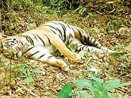 Tigress Death: छत्तीसगढ़ के लमनी रेंज में बाघिन की मौत, चिरहट्टा इलाके में मिला शव, वन विभाग में मचा हड़कंप Tigress Death: छत्तीसगढ़ के लमनी रेंज में बाघिन की मौत, चिरहट्टा इलाके में मिला शव, वन विभाग में मचा हड़कंप