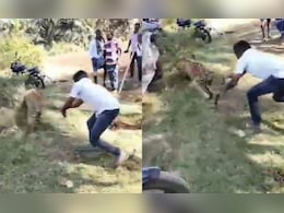 VIDEO: युवक ने दिखाई ऐसी बहादुरी, तेंदुए की पकड़ ली पूंछ, फिर जो हुआ जानकार हो जाएंगे हैरान