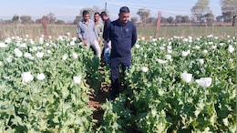 Opium Farming: सीसीटीवी कैमरे से निगरानी, सुरक्षा के लिए तारबंदी... कैसे की जाती है अफीम की खेती