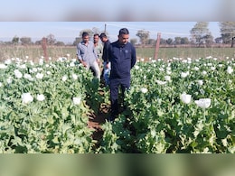 Opium Farming: सीसीटीवी कैमरे से निगरानी, सुरक्षा के लिए तारबंदी... कैसे की जाती है अफीम की खेती Opium Farming: सीसीटीवी कैमरे से निगरानी, सुरक्षा के लिए तारबंदी... कैसे की जाती है अफीम की खेती