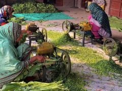 Watch: Viral Video Of Saag Preparation In Pakistan Draws Internet's Attention Watch: Viral Video Of Saag Preparation In Pakistan Draws Internet's Attention