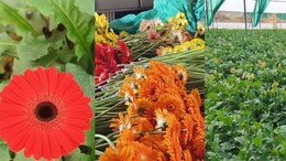 1 एकड़ जमीन से 25 लाख तक का सालाना मुनाफा!  जरबेरा फूल की खेती में इतना जर्बदस्त क्यों?