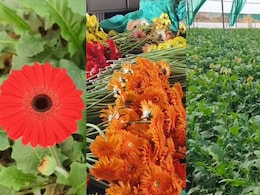 1 एकड़ जमीन से 25 लाख तक का सालाना मुनाफा!  जरबेरा फूल की खेती में इतना जर्बदस्त क्यों?