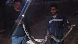 Viral: घर के बरामदे में छिपकर बैठा था 7 फीट लंबा अजगर, देखकर गांव वालों के उड़ गए होश!