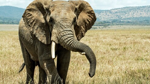 US Court Declares Elephants Can't Be Freed From Zoo As They're Not 'Human'