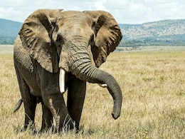 US Court Declares Elephants Can't Be Freed From Zoo As They're Not 'Human' US Court Declares Elephants Can't Be Freed From Zoo As They're Not 'Human'