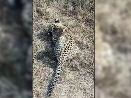 MP में तेंदुए को लगी ऐसी सर्दी, लोगों को देख कर भी बैठा रहा... वन विभाग की टीम ले गई साथ