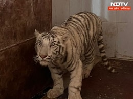 मध्य प्रदेश के इस खूबसूरत वादियों में खुलेगा दुनिया का पहला टाइगर ब्रिडिंग सेंटर, MP अब कहलाएगा White Tiger State