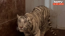 ग्वालियर से White Tiger को लाया गया मुकुंदपुर, जानें इसे लाना क्यों था जरूरी ?