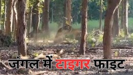 Tiger Fight: मंडला के टाइगर रिजर्व में भिड़े दो बाघ, शानदार वीडियो आया सामने