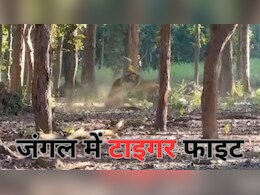 Tiger Fight: मंडला के टाइगर रिजर्व में भिड़े दो बाघ, शानदार वीडियो आया सामने