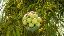 Amla Cultivation: आंवला की खेती ने भरतपुर के इस किसान की बदल दी तकदीर! सालाना इतने लाख की हो रही कमाई