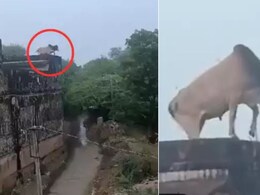 किले की छत पर चढ़कर सांड ने लगा दी छलांग, तमाशा देखती रही भीड़, बनाती रही VIDEO किले की छत पर चढ़कर सांड ने लगा दी छलांग, तमाशा देखती रही भीड़, बनाती रही VIDEO