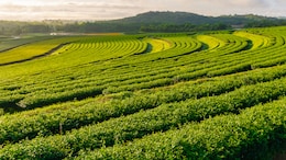 Assam Secures 4th Place In New York Times' List Of Top 52 Destinations For 2025