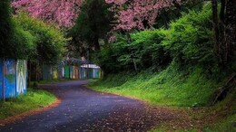 Where To Chase Cherry Blossoms In India This Season