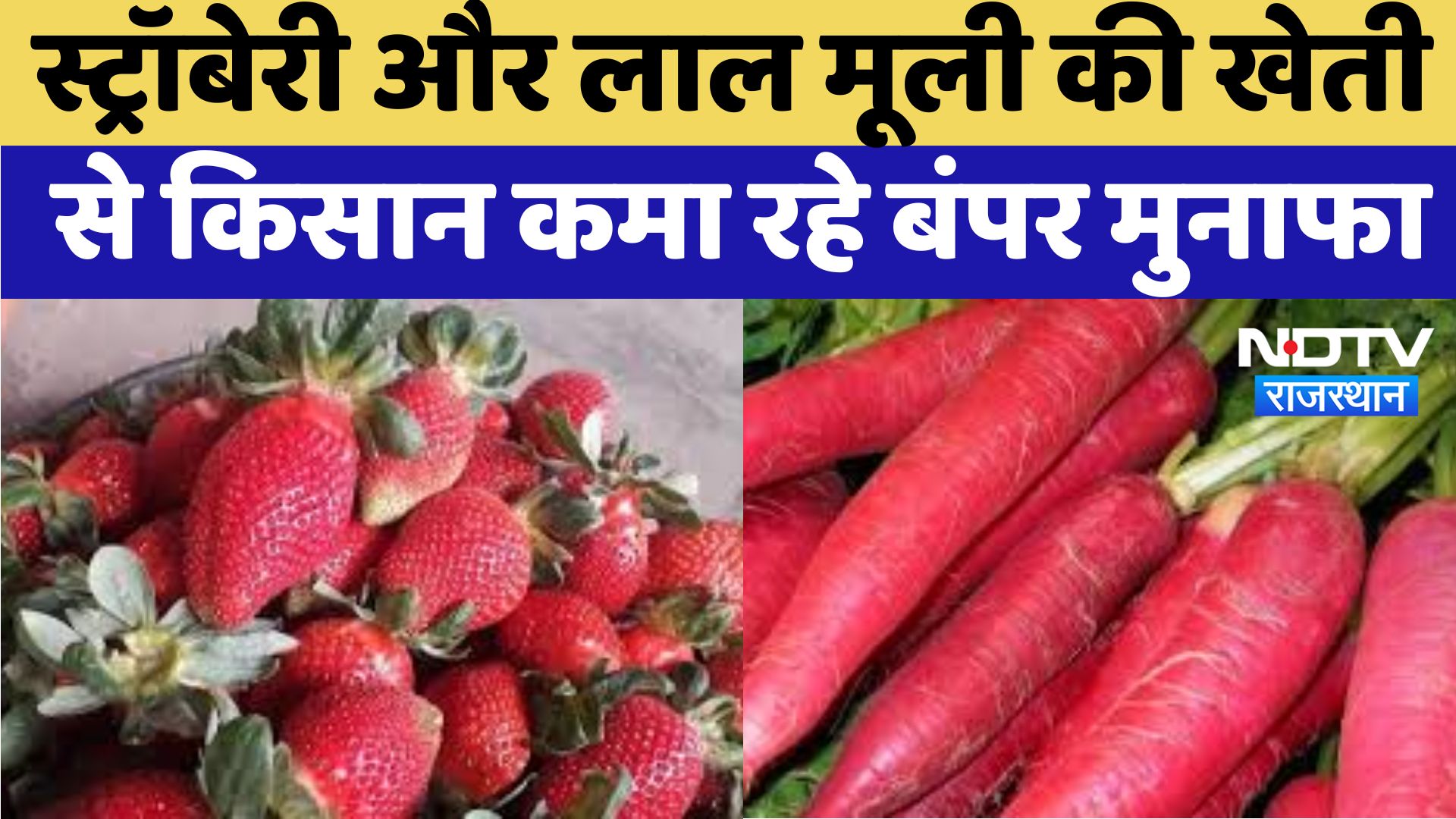 Kotputali News : स्ट्रॉबेरी और लाल मूली की खेती से किसान कमा रहे बंपर मुनाफा