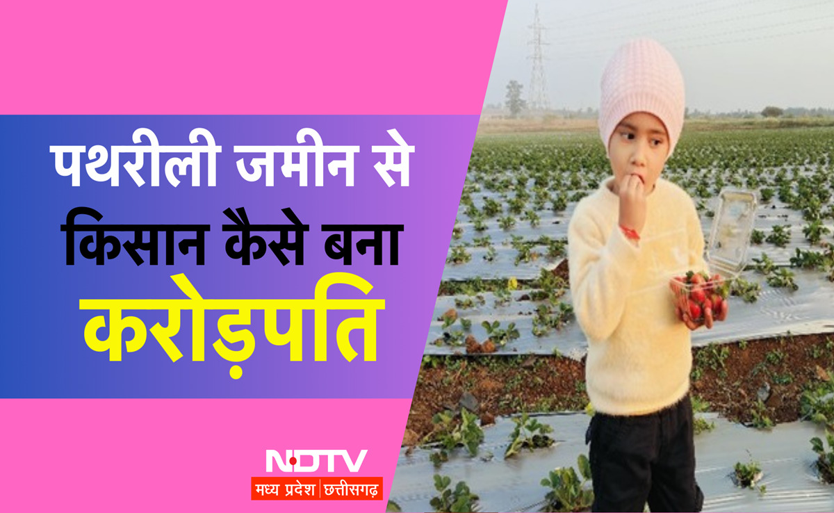 पवार की पावर! MP के किसान ने पथरीली जमीन में घोली स्ट्रॉबेरी की मिठास, करोड़ों का टर्न ओवर, कमाई कर देगी हैरान