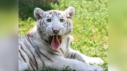 9-Month-Old White Tiger Dies at Delhi Zoo Due To "Traumatic Shock"
