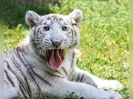 9-Month-Old White Tiger Dies at Delhi Zoo Due To "Traumatic Shock"