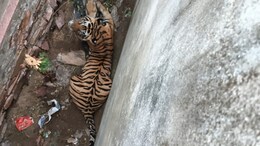 Tiger: जिस बाघ ने नए साल के मौके पर दौसा में मचाया था आतंक, 26 दिन तक कैद में रहने के बाद मिली 'आजादी'
