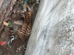 Tiger: जिस बाघ ने नए साल के मौके पर दौसा में मचाया था आतंक, 26 दिन तक कैद में रहने के बाद मिली 'आजादी'