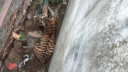 राजस्थान में बाघ का आतंक, घरों में घुसकर लगा रहा दहाड़; पीछा कर रही वन विभाग की टीम&nbsp;