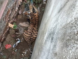 राजस्थान में बाघ का आतंक, घरों में घुसकर लगा रहा दहाड़; पीछा कर रही वन विभाग की टीम  राजस्थान में बाघ का आतंक, घरों में घुसकर लगा रहा दहाड़; पीछा कर रही वन विभाग की टीम