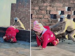 घुटनों के बल छत पर खेल रहा था बच्चा, लंगूर ने कर दिया हमला, वीडियो देख लापरवाह पेरेंट्स पर भड़के लोग घुटनों के बल छत पर खेल रहा था बच्चा, लंगूर ने कर दिया हमला, वीडियो देख लापरवाह पेरेंट्स पर भड़के लोग