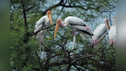 Bird Flu: जैसलमेर के बाद अब भरतपुर के केवलादेव राष्ट्रीय उद्यान में बर्ड फ्लू की पुष्टि, एडवाइजरी जारी