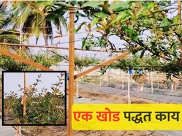 Agriculture news : द्राक्षाची एक खोड पद्धत आता डाळिंबासाठी, बारामती कृषी विज्ञान केंद्रात प्रयोग; काय आहे एक खोड पद्धत?  Agriculture news : द्राक्षाची एक खोड पद्धत आता डाळिंबासाठी, बारामती कृषी विज्ञान केंद्रात प्रयोग; काय आहे एक खोड पद्धत?