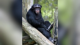 Watch: Chimpanzees Administer First Aid To Each Other Using Plants