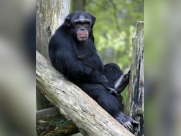 Watch: Chimpanzees Administer First Aid To Each Other Using Plants