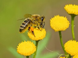 Excessive Use Of Fertilisers Killing Bees And Flowers, 169-Year-Old Experiment Finds