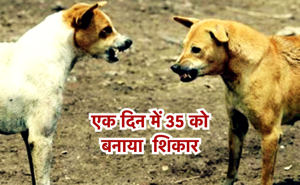 Dog Bites: पागल कुत्तों से थर्राया छतरपुर, एक पागल कुत्ते ने एक दिन में 35 को पहुंचाया अस्पताल