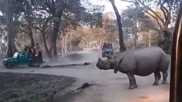 Video: Chilling Moment When 2 Women Fall In Front Of Rhino In Kaziranga