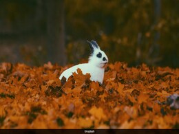 Rabbit Fever: Symptoms, Fatality Rate And Other Things To Know Rabbit Fever: Symptoms, Fatality Rate And Other Things To Know
