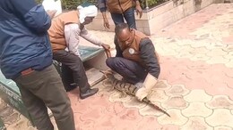 चंबल में बढ़ा घड़ियाल का कुनबा, खास टैग से लैस 25 शावक घड़ियाल छोड़ गए, आंकड़ा पहुंचा 2481