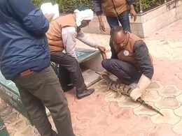 चंबल में बढ़ा घड़ियाल का कुनबा, खास टैग से लैस 25 शावक घड़ियाल छोड़ गए, आंकड़ा पहुंचा 2481 चंबल में बढ़ा घड़ियाल का कुनबा, खास टैग से लैस 25 शावक घड़ियाल छोड़ गए, आंकड़ा पहुंचा 2481