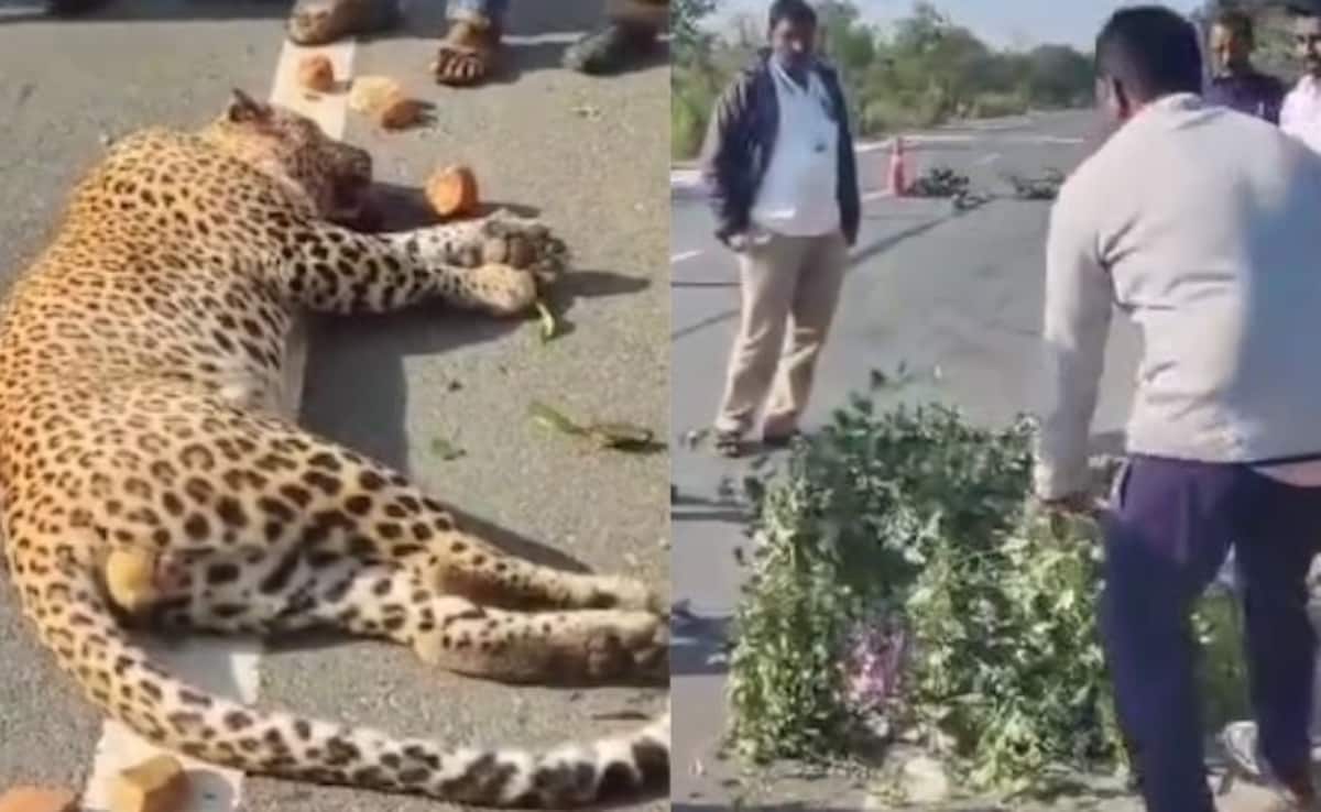 Leopard Run Over By Vehicle In Andhra Pradesh, Left Dead On Road For An Hour